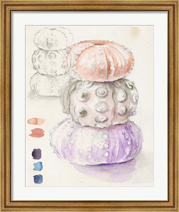 Framed Sea Urchin Sketches I Print