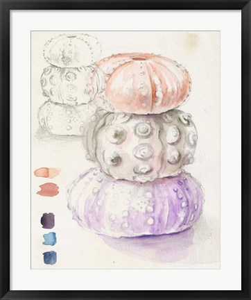 Framed Sea Urchin Sketches I Print