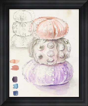 Framed Sea Urchin Sketches I Print