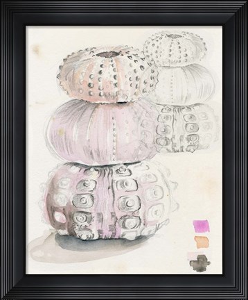 Framed Sea Urchin Sketches II Print