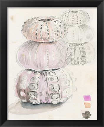 Framed Sea Urchin Sketches II Print
