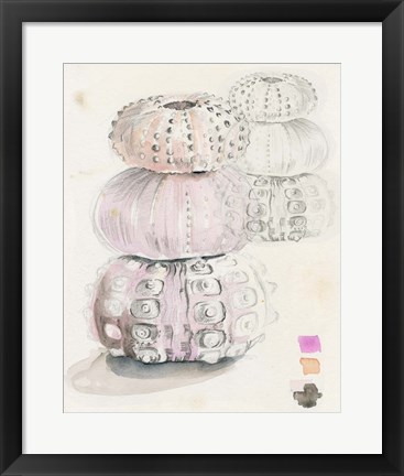 Framed Sea Urchin Sketches II Print