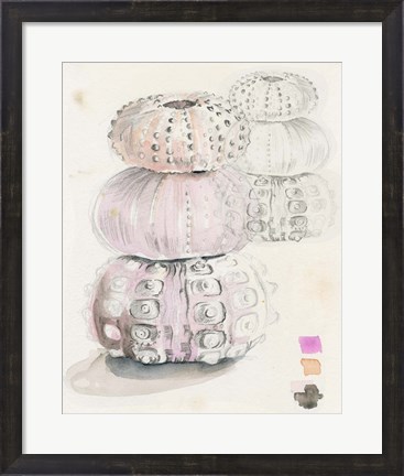 Framed Sea Urchin Sketches II Print