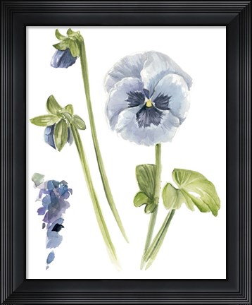 Framed Pansy Study I Print