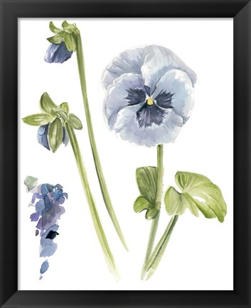 Framed Pansy Study I Print