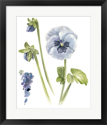 Framed Pansy Study I Print