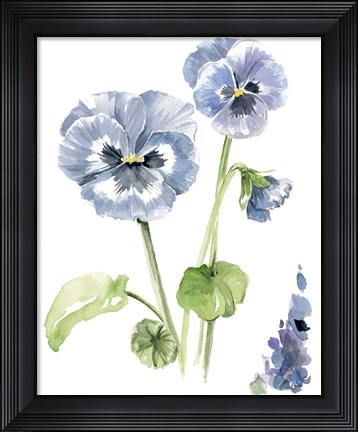 Framed Pansy Study II Print