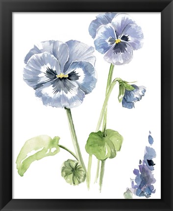 Framed Pansy Study II Print