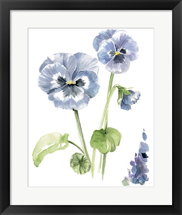 Framed Pansy Study II Print