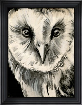 Framed Charcoal Owl II Print
