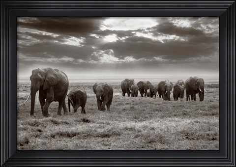 Framed Amboseli elephants Print