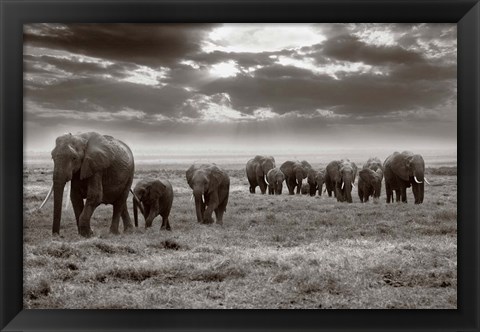 Framed Amboseli elephants Print