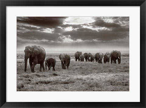 Framed Amboseli elephants Print