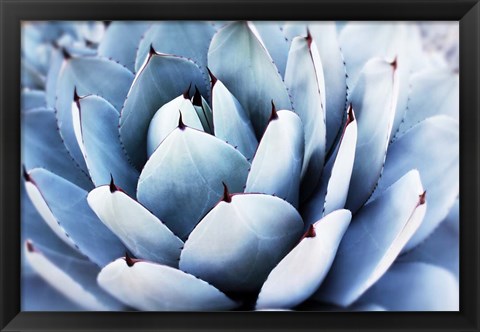 Framed Summer Succulent Symphony 14 Print