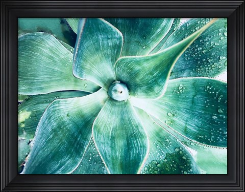 Framed Green Tropical Succulent Beauty 2 Print