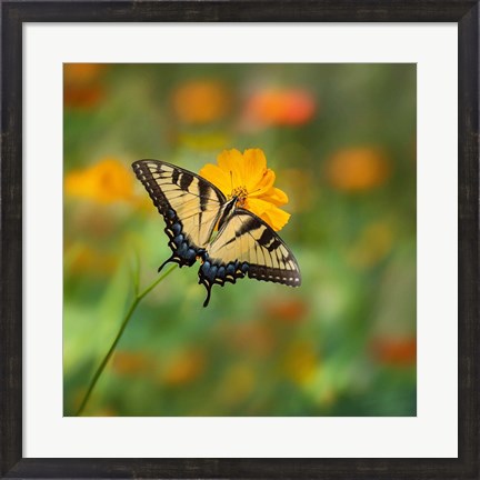 Framed Butterfly Portrait I Print
