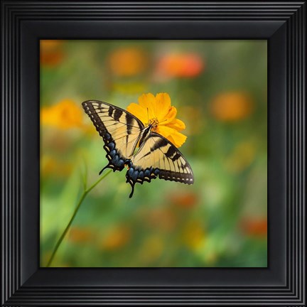 Framed Butterfly Portrait I Print
