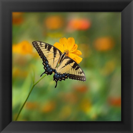 Framed Butterfly Portrait I Print