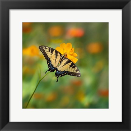 Framed Butterfly Portrait I Print