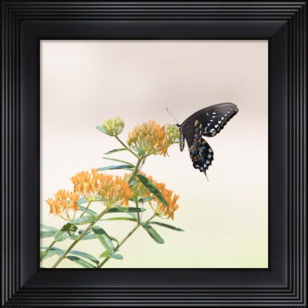 Framed Butterfly Portrait II Print