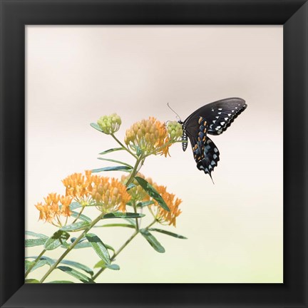 Framed Butterfly Portrait II Print