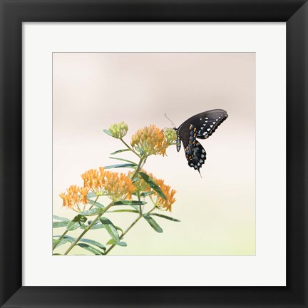 Framed Butterfly Portrait II Print