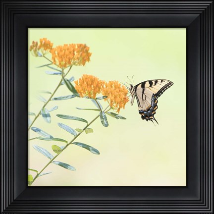 Framed Butterfly Portrait III Print