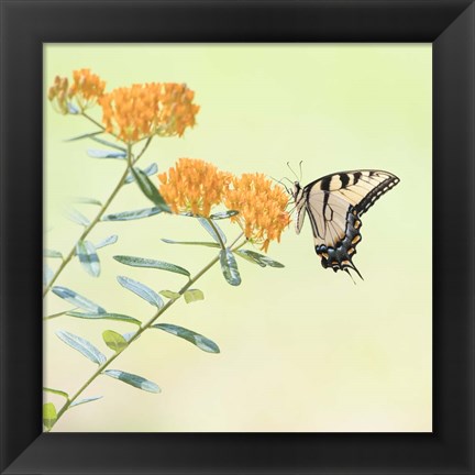 Framed Butterfly Portrait III Print