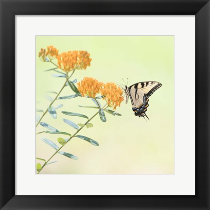 Framed Butterfly Portrait III Print