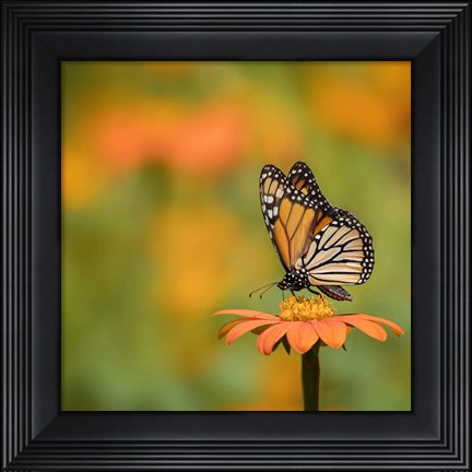 Framed Butterfly Portrait IV Print