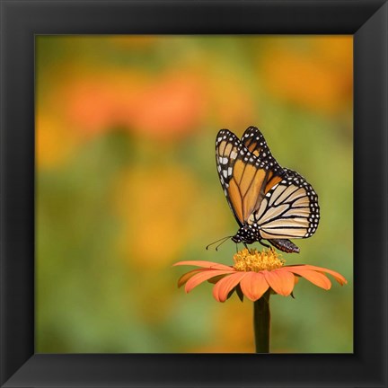 Framed Butterfly Portrait IV Print