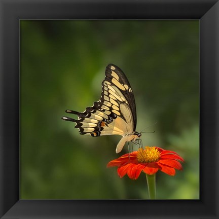 Framed Butterfly Portrait V Print