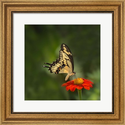 Framed Butterfly Portrait V Print