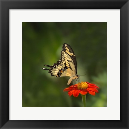 Framed Butterfly Portrait V Print