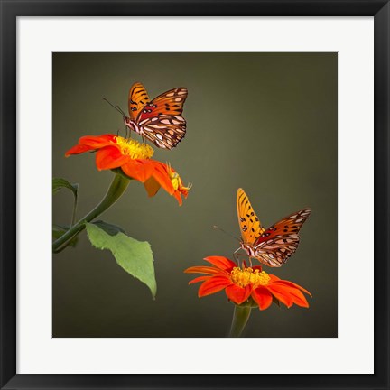 Framed Butterfly Portrait VI Print