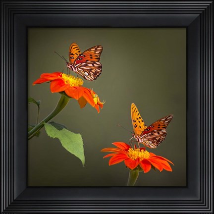 Framed Butterfly Portrait VI Print