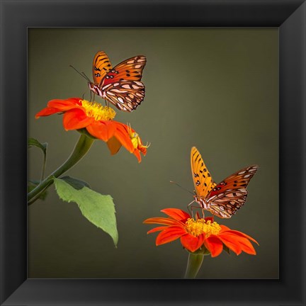 Framed Butterfly Portrait VI Print