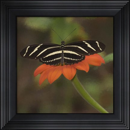 Framed Butterfly Portrait VII Print