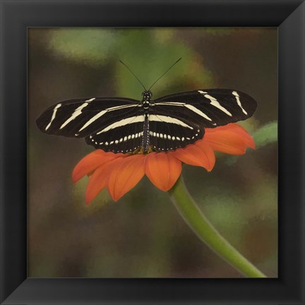 Framed Butterfly Portrait VII Print