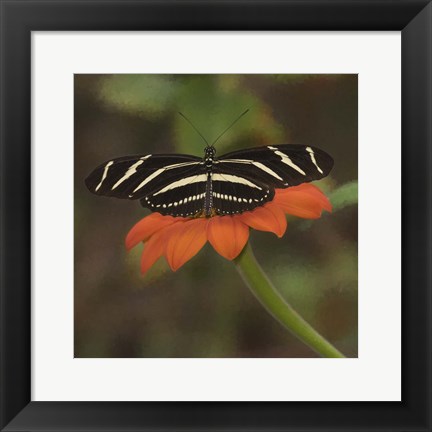 Framed Butterfly Portrait VII Print