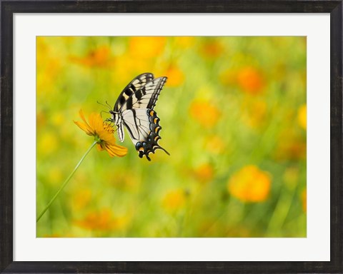 Framed Butterfly Portrait VIII Print