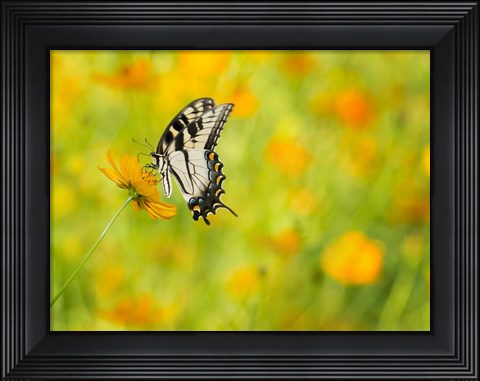 Framed Butterfly Portrait VIII Print