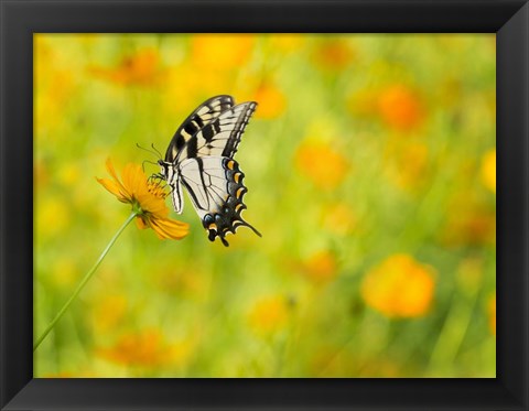 Framed Butterfly Portrait VIII Print