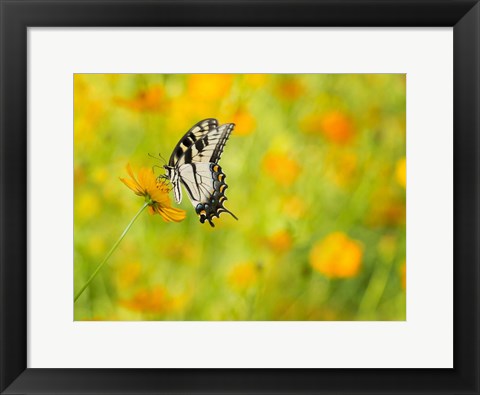 Framed Butterfly Portrait VIII Print