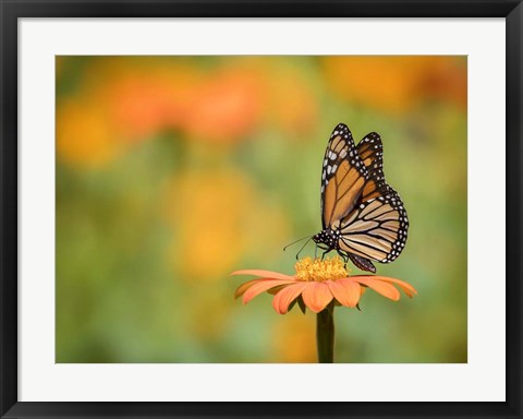 Framed Butterfly Portrait IX Print