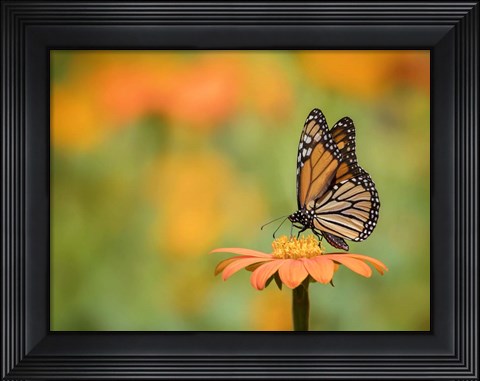 Framed Butterfly Portrait IX Print