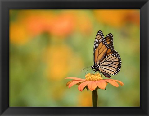 Framed Butterfly Portrait IX Print