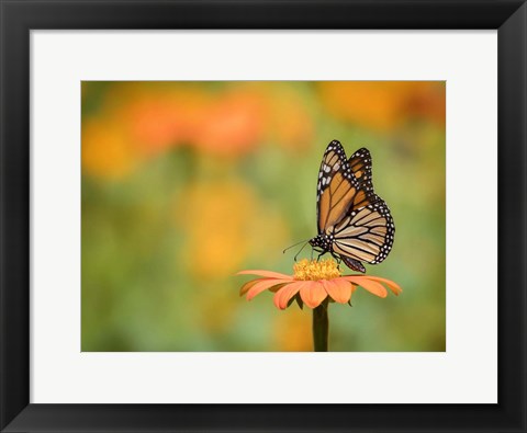 Framed Butterfly Portrait IX Print