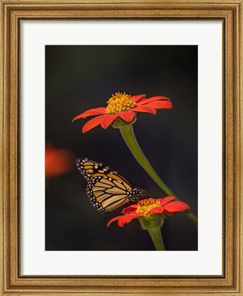 Framed Butterfly Portrait X Print