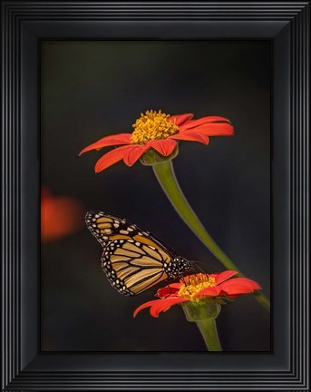 Framed Butterfly Portrait X Print